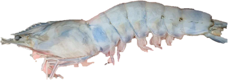 Camarón jumbo entero