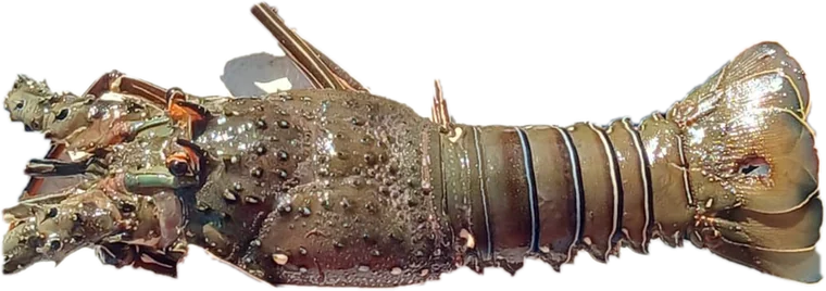 Langosta entera de la faena
