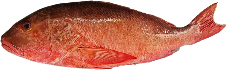Pargo entero sobre la mesa de corte