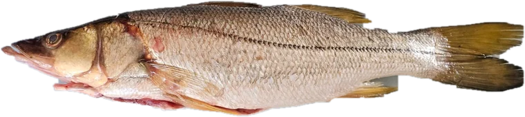 Robalo entero, recién descabezado